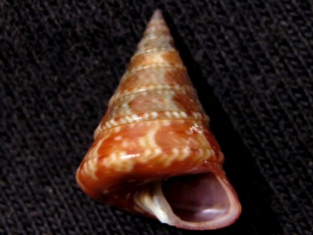 Calliostoma
